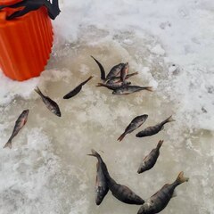 Глэмпинг Клюква, Рязанская область