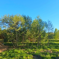 База семейного отдыха Олин лес, Тверская область