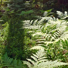 База семейного отдыха Олин лес, Тверская область