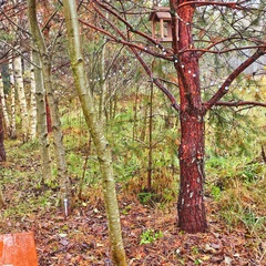 База семейного отдыха Олин лес, Тверская область