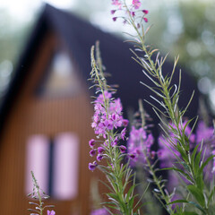 Глэмпинг BoCamp, Московская область