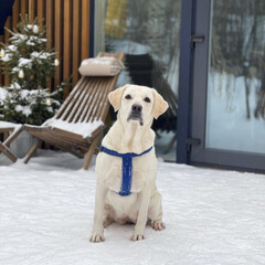 Глэмпинг BoCamp, Московская область