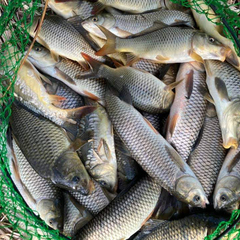 База отдыха Ордино, Тверская область