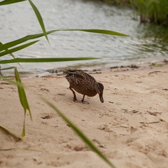 Эко-отель Александров залив, Костромская область