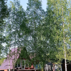 Частный дом Hide Forest, Истринский район, Московская область