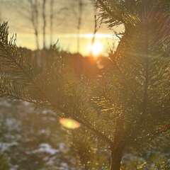 Глэмпинг Лисичкин холм, Московская область