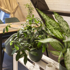 Глэмпинг Лисичкин холм, Московская область