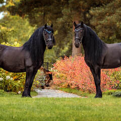 Глэмпинг Ганинская ферма, Ленинградская область