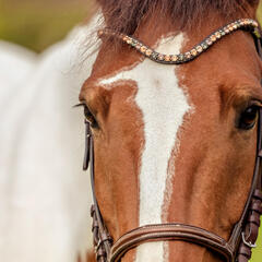 Глэмпинг Ганинская ферма, Ленинградская область