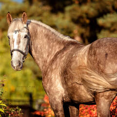 Глэмпинг Ганинская ферма, Ленинградская область