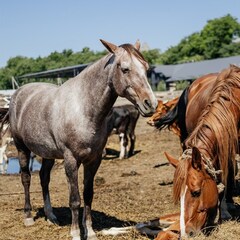 Загородный комплекс Кавказский целитель, Ставропольский край
