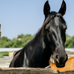 Загородный комплекс Кавказский целитель, Ставропольский край