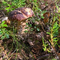 База отдыха Кеняки, Республика Карелия