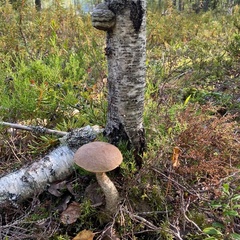 База отдыха Кеняки, Республика Карелия