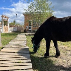 База отдыха Семейная мини-ферма Фазенда, Московская область