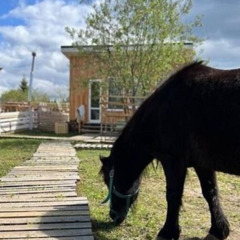 База отдыха Семейная мини-ферма Фазенда, Московская область