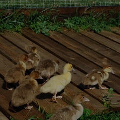 Эко-комплекс Мечта Сурсово, Тверская область