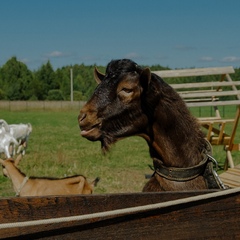 Эко-комплекс Мечта Сурсово, Тверская область