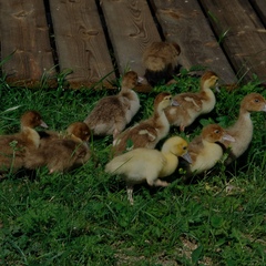 Эко-комплекс Мечта Сурсово, Тверская область