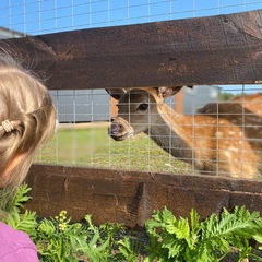 Эко-комплекс Мечта Сурсово, Тверская область