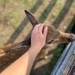 Эко-комплекс Мечта Сурсово, Тверская область
