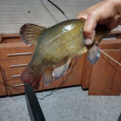 Эко-комплекс Мечта Сурсово, Тверская область