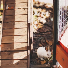 Парк-отель Озорные белки, Ленинградская область