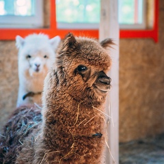 Парк-отель Озорные белки, Ленинградская область