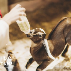 Парк-отель Озорные белки, Ленинградская область