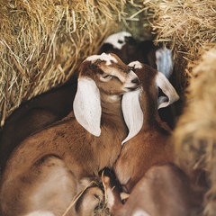 Парк-отель Озорные белки, Ленинградская область