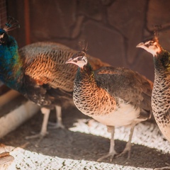 Парк-отель Озорные белки, Ленинградская область