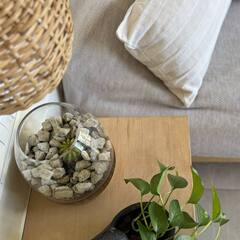 Глэмпинг Relax Villas Cube, Московская область