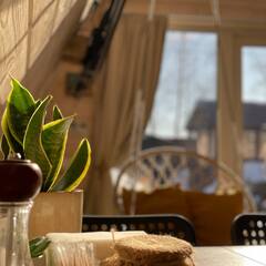 Глэмпинг Relax Villas Shalash, Московская область