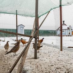 Гостевой дом Дикая земля, Калужская область