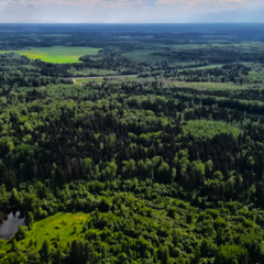 База отдыха А в лесу, Московская область