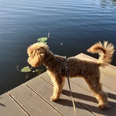 Глэмпинг Трофимов Берег, Московская область