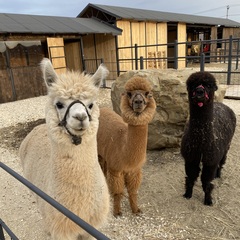 Коттедж Eco House в горах Адыгеи, Республика Адыгея