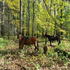 Загородный комплекс Нью-Ветлуга – Парк, Костромская область