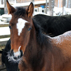 Загородный комплекс Нью-Ветлуга – Парк, Костромская область