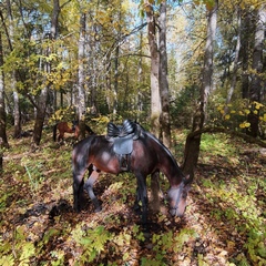 Загородный комплекс Нью-Ветлуга – Парк, Костромская область