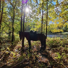 Загородный комплекс Нью-Ветлуга – Парк, Костромская область