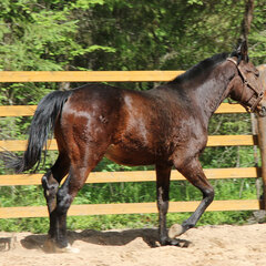 Загородный комплекс Нью-Ветлуга – Парк, Костромская область