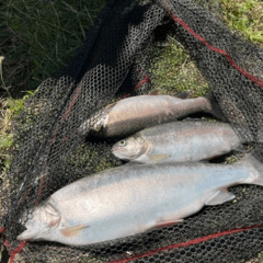 Гостевой дом Лес & Озеро, Тульская область