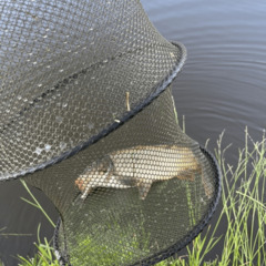 Гостевой дом Лес & Озеро, Тульская область