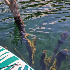 База отдыха Кусто , Калининградская область