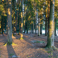Усадьба Вартемяги, Ленинградская область