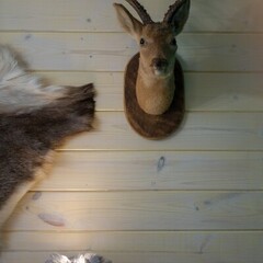 База отдыха Лопановичъ PARK, Ленинградская область