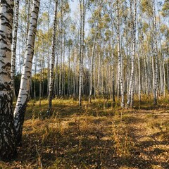 Глэмпинг Norke Есенинская русь, Рязанская область