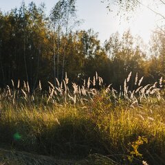 Глэмпинг Norke Есенинская русь, Рязанская область