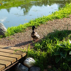 База отдыха Дальняя дача, Новгородская область